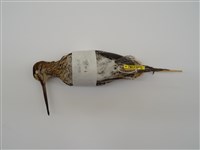 藏品(中地鷸)的圖片